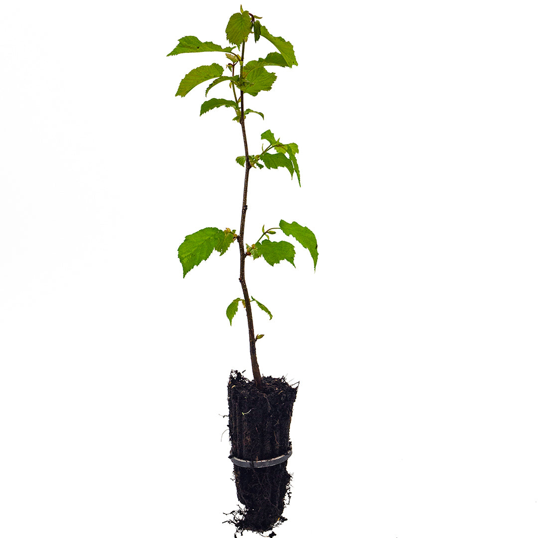 Corylus avellana - hazelnut (Forestry alveolus)