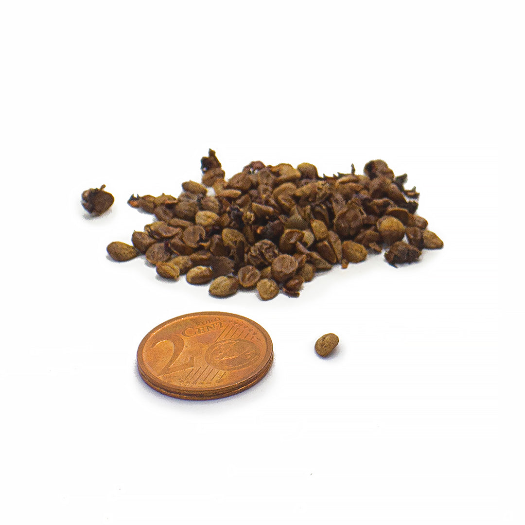 Cotoneaster horizontalis - cotognastro tappezzante - Semi 0,5gr
