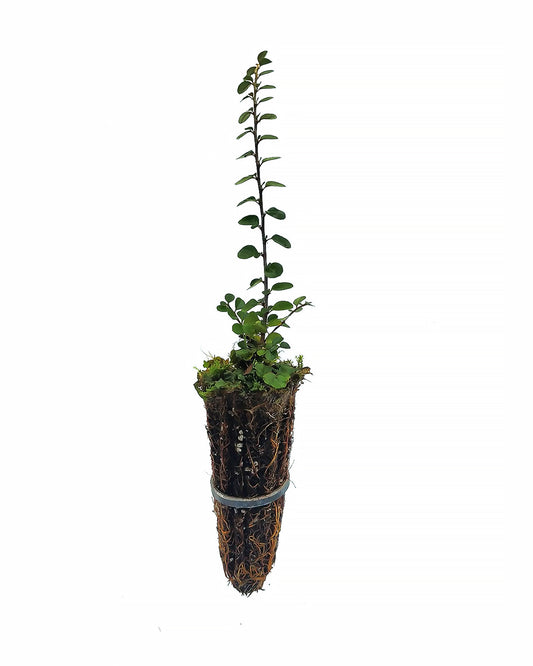 10x Cotoneaster horizontalis - ground cover cotoneaster (Offer 10 Forest Alveoli)