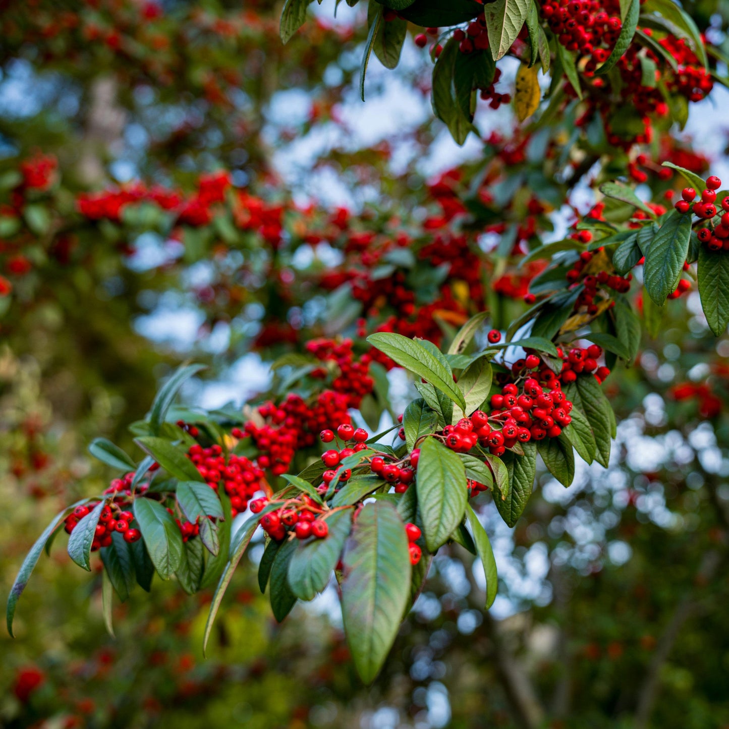 Cotoneaster franchetii - cotognastro di Franchet (Alveolo forestale)