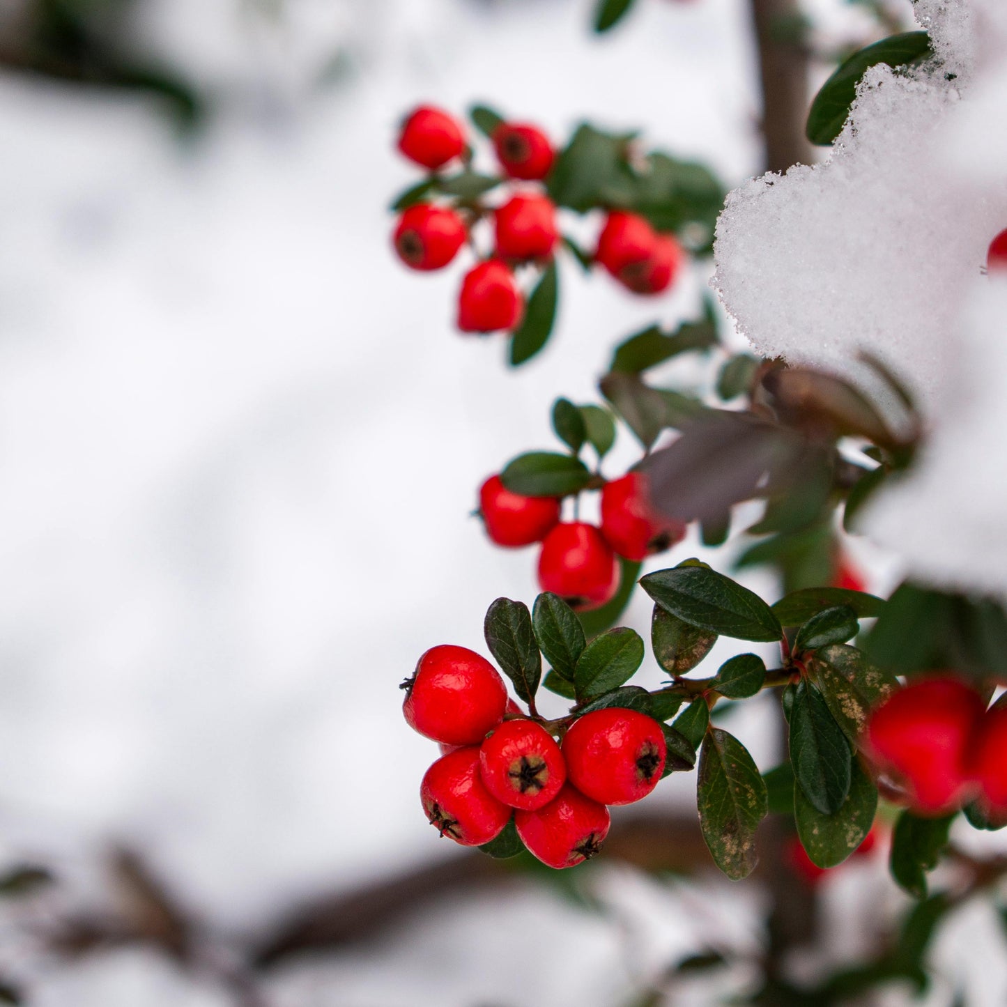 Cotoneaster franchetii - cotognastro di Franchet (Alveolo forestale)