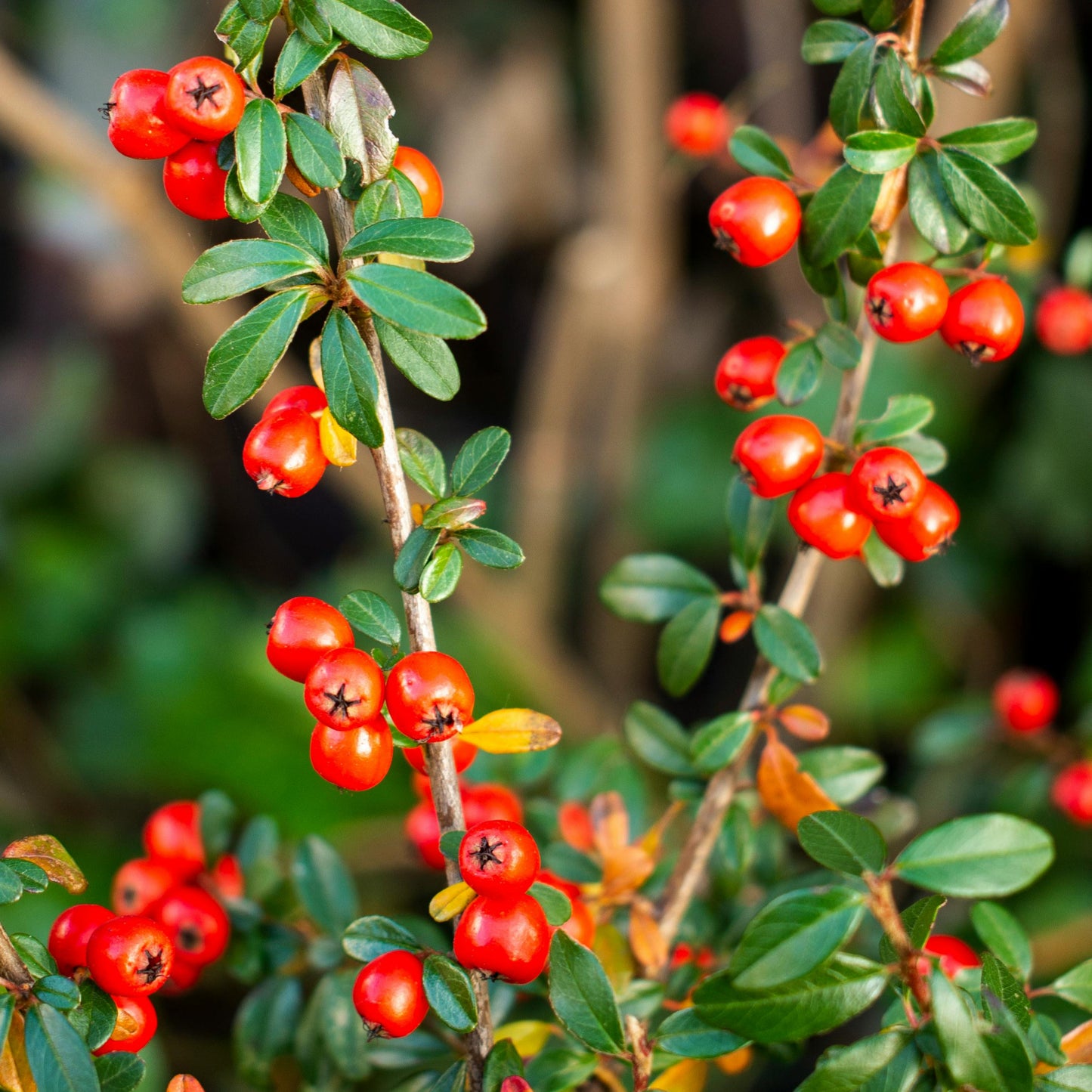 Cotoneaster franchetii - cotognastro di Franchet (Alveolo forestale)