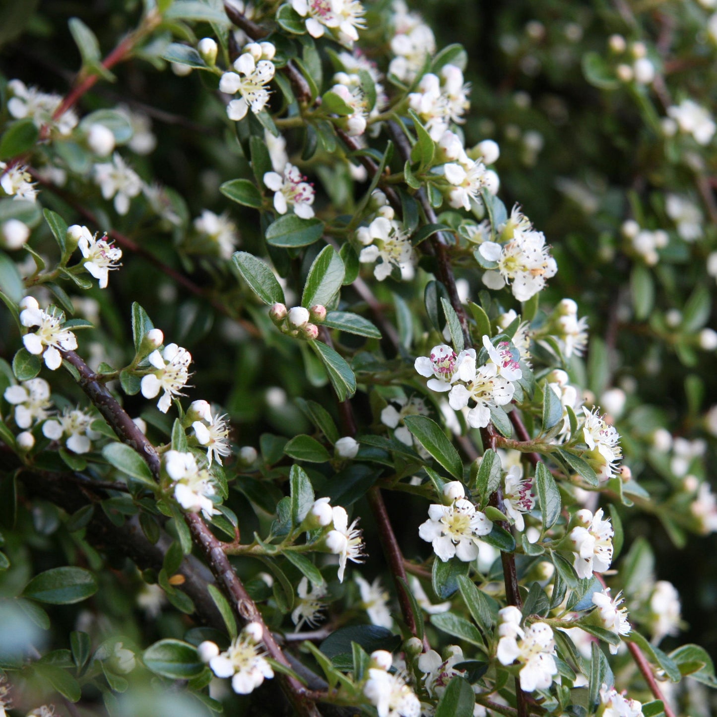 Cotoneaster franchetii - cotognastro di Franchet (Alveolo forestale)