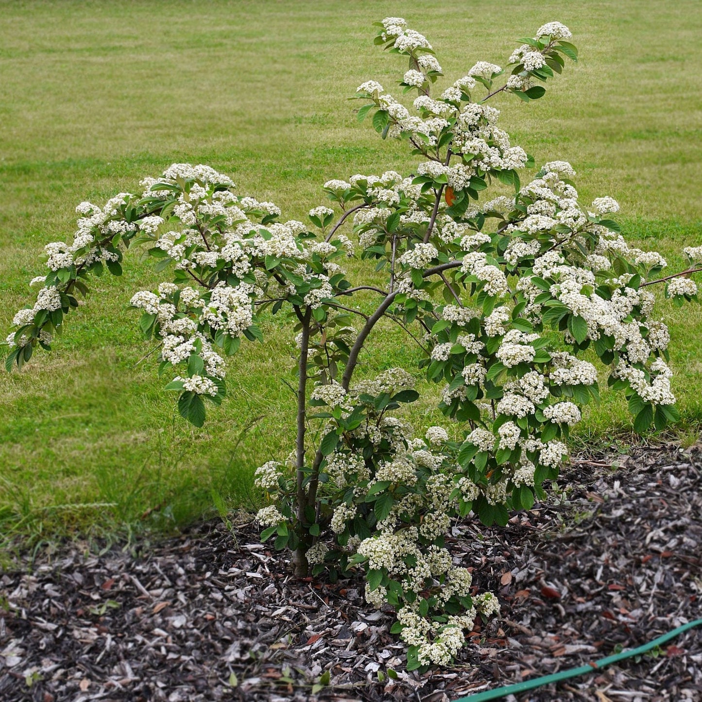 Cotoneaster lacteus - cotognastro latteo (10 piante a radice nuda)