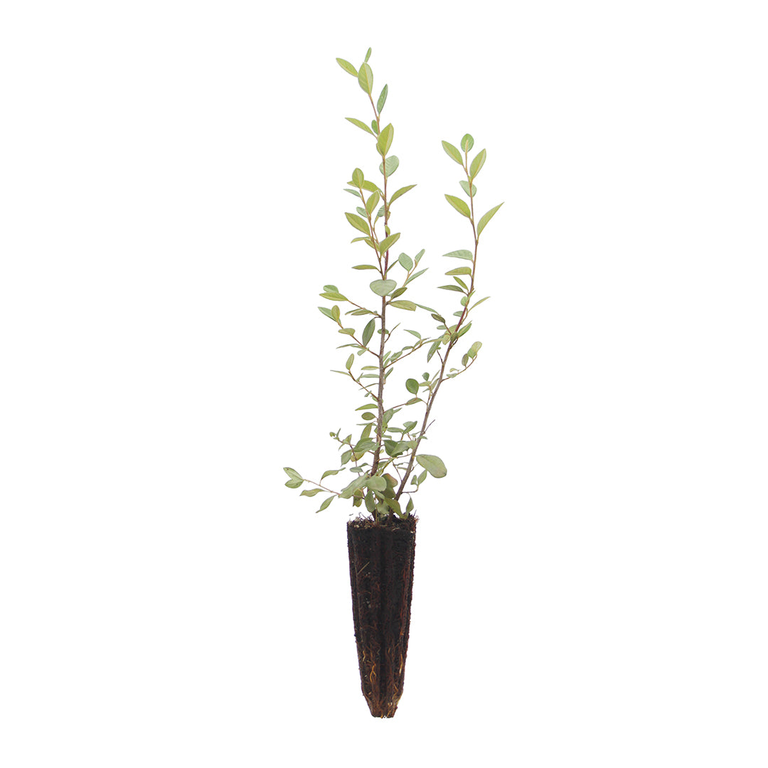 Cotoneaster franchetii - cotognastro di Franchet (Alveolo forestale)