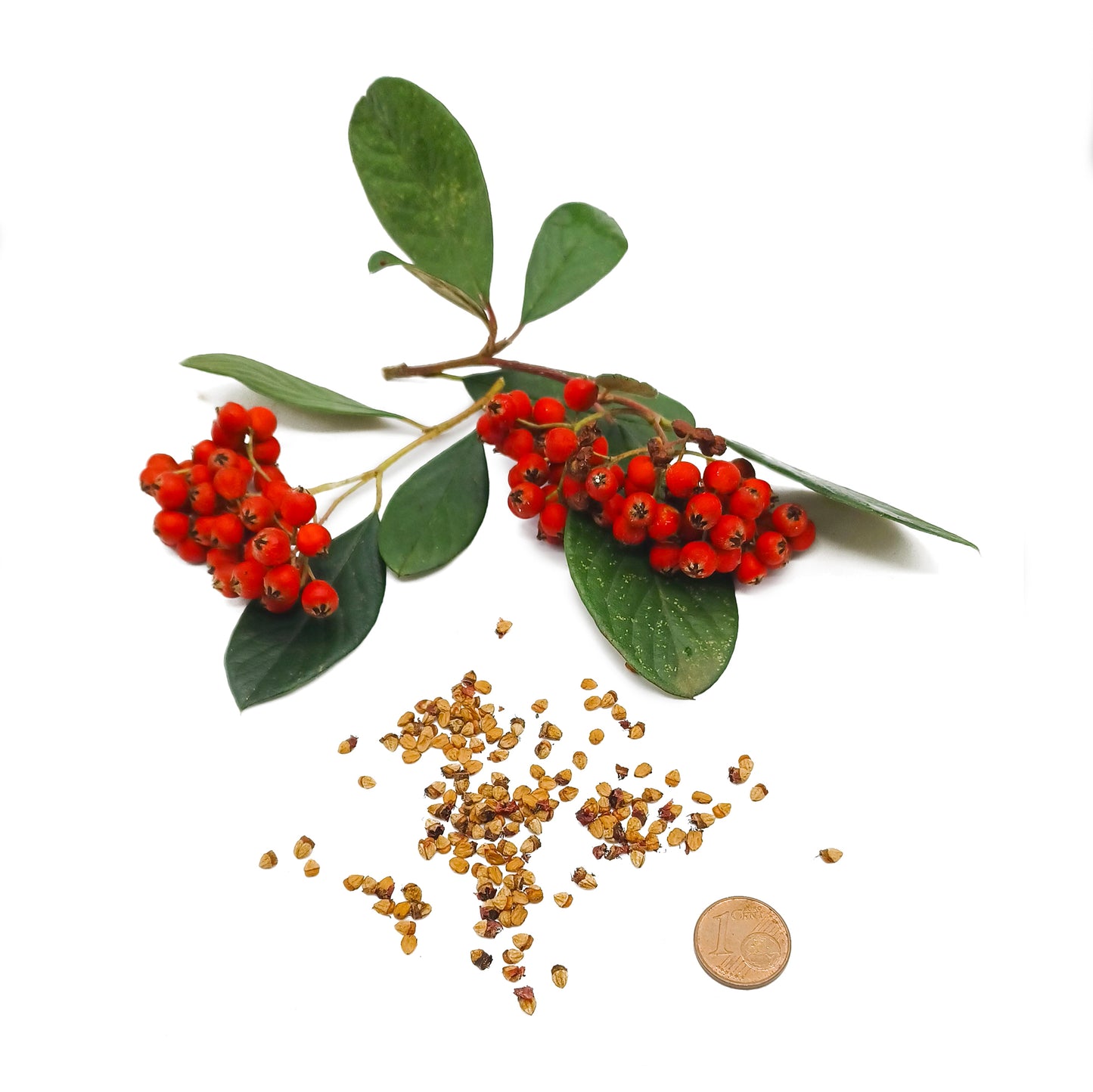 Cotoneaster franchetii - cotognastro di Franchet (20 semi)