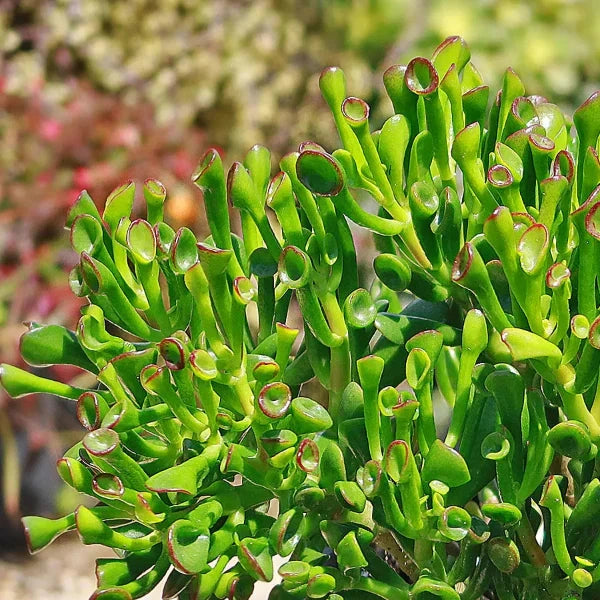 Crassula ovata cv. "Gollum" - Orecchio di Shrek (Vaso quadro 7x7x8 cm)