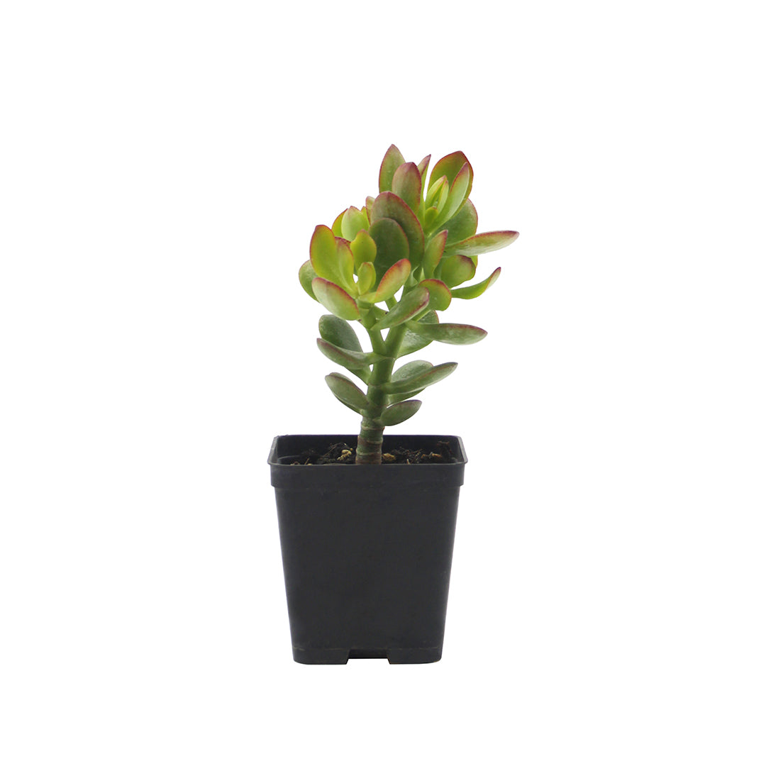 Crassula ovata cv. Minor - albero di Giada nano (Vaso quadro 7x7x8 cm)