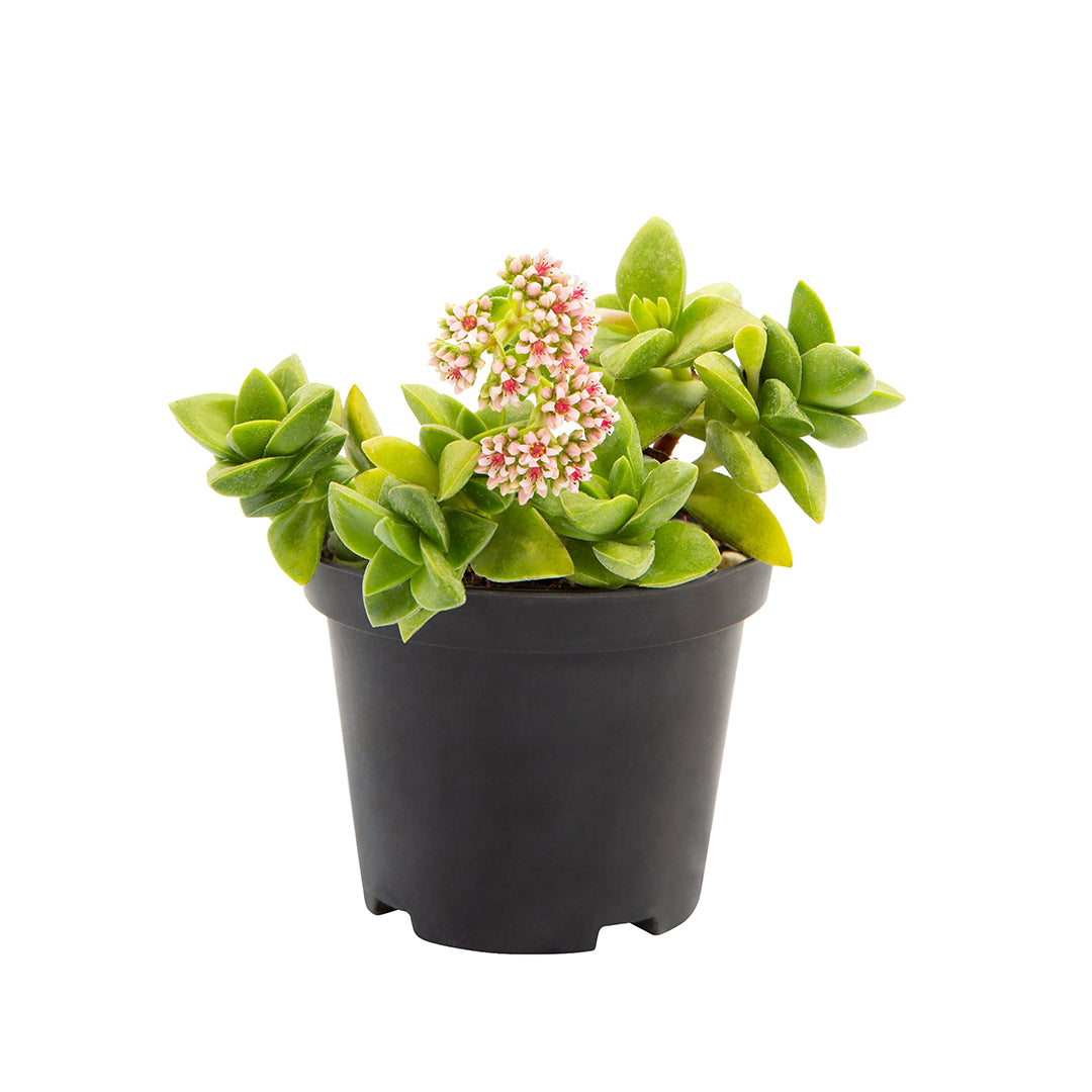 Crassula cv "springtime" - buquet di natale (Vaso 10 cm)