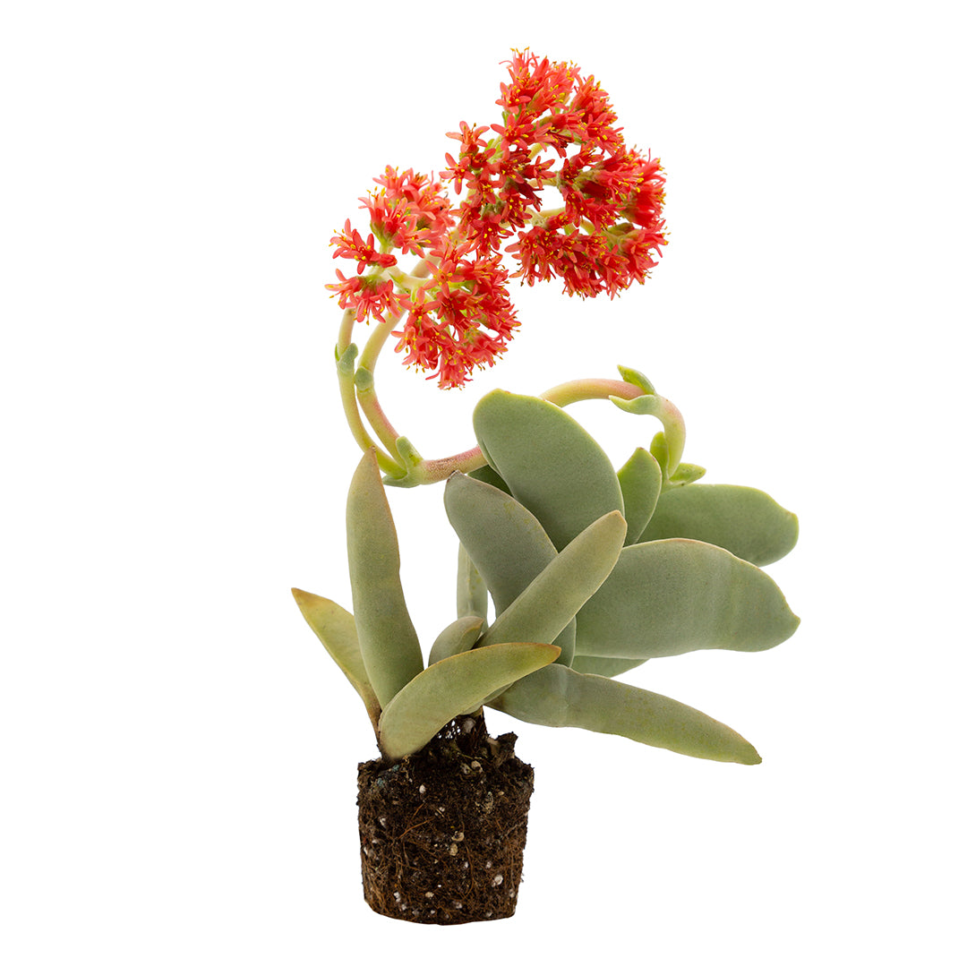 Crassula falcata (sin C. perfoliata var. minor) - pianta bussola (Pianta in seminiera)