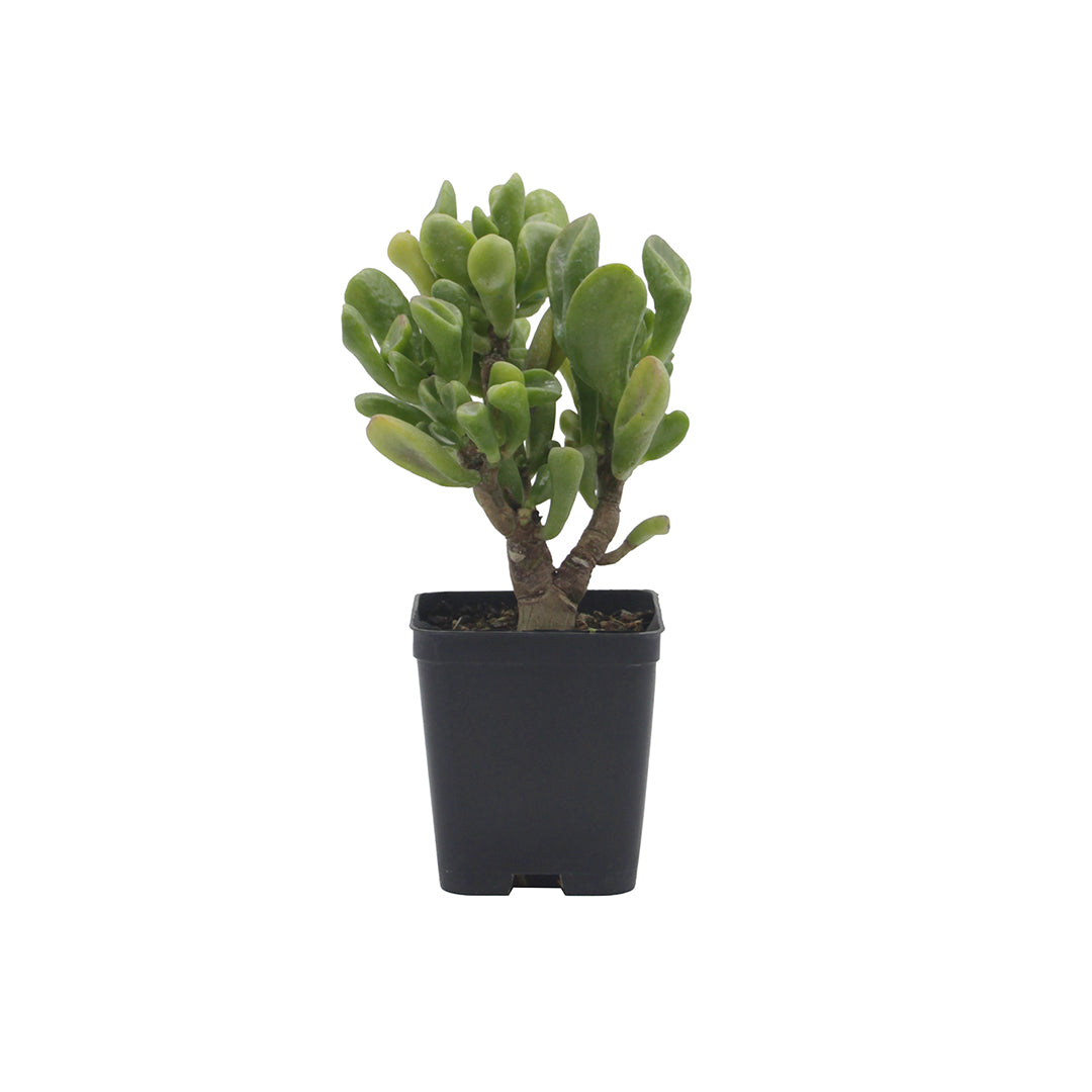 Crassula ovata cv. "Gollum" - Orecchio di Shrek (Vaso quadro 7x7x8 cm)