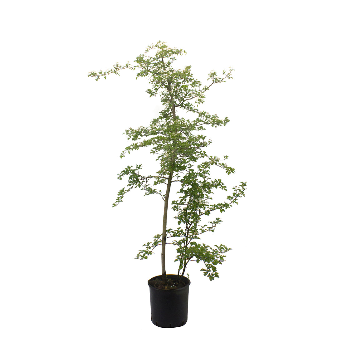 Crataegus monogyna - biancospino (Vaso 24 cm)