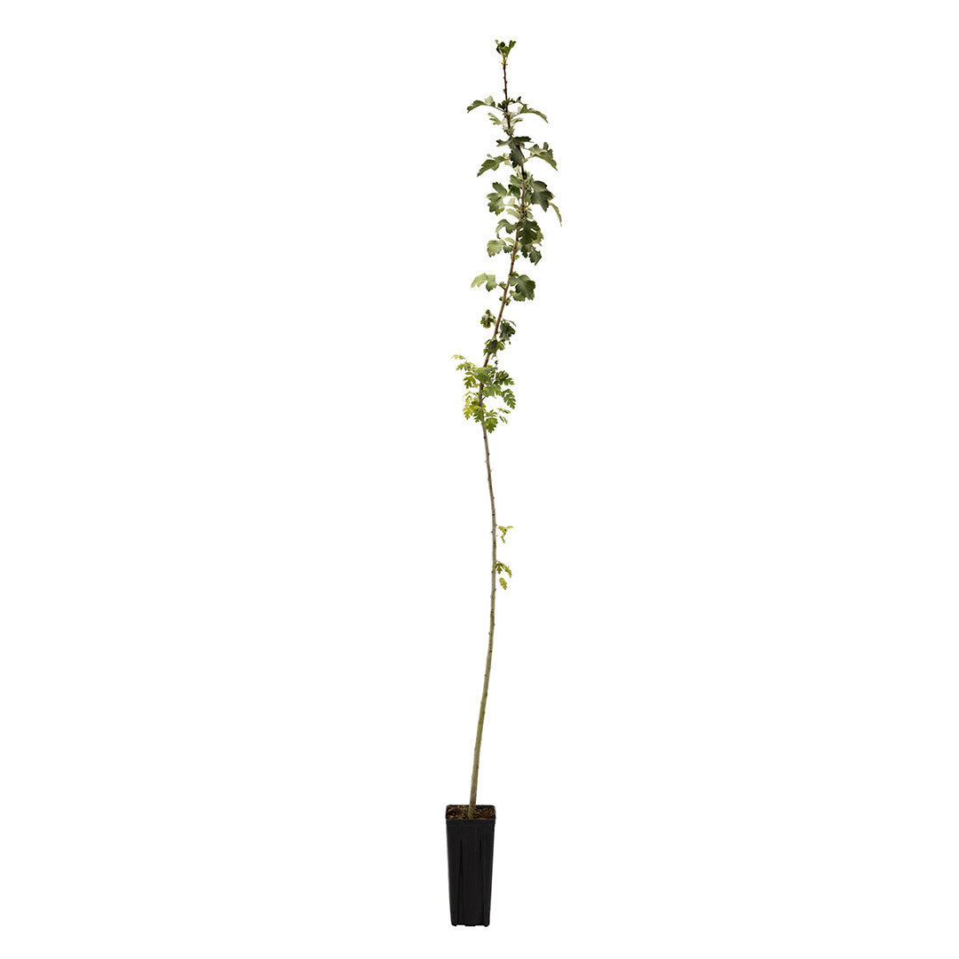 Un snello alberello di Crataegus Monogyna - Biancospino dei Vivai Mola della Abbadia srl cresce eretto in un vaso nero da 9x9x20 cm, le sue rade foglie verdi promettono futuri fiori profumati di questo arbusto deciduo.