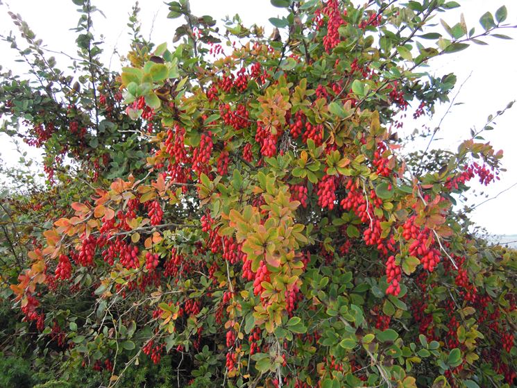 Berberis Vulgaris - Crespino Europeo (10 Piante A Radice Nuda)
