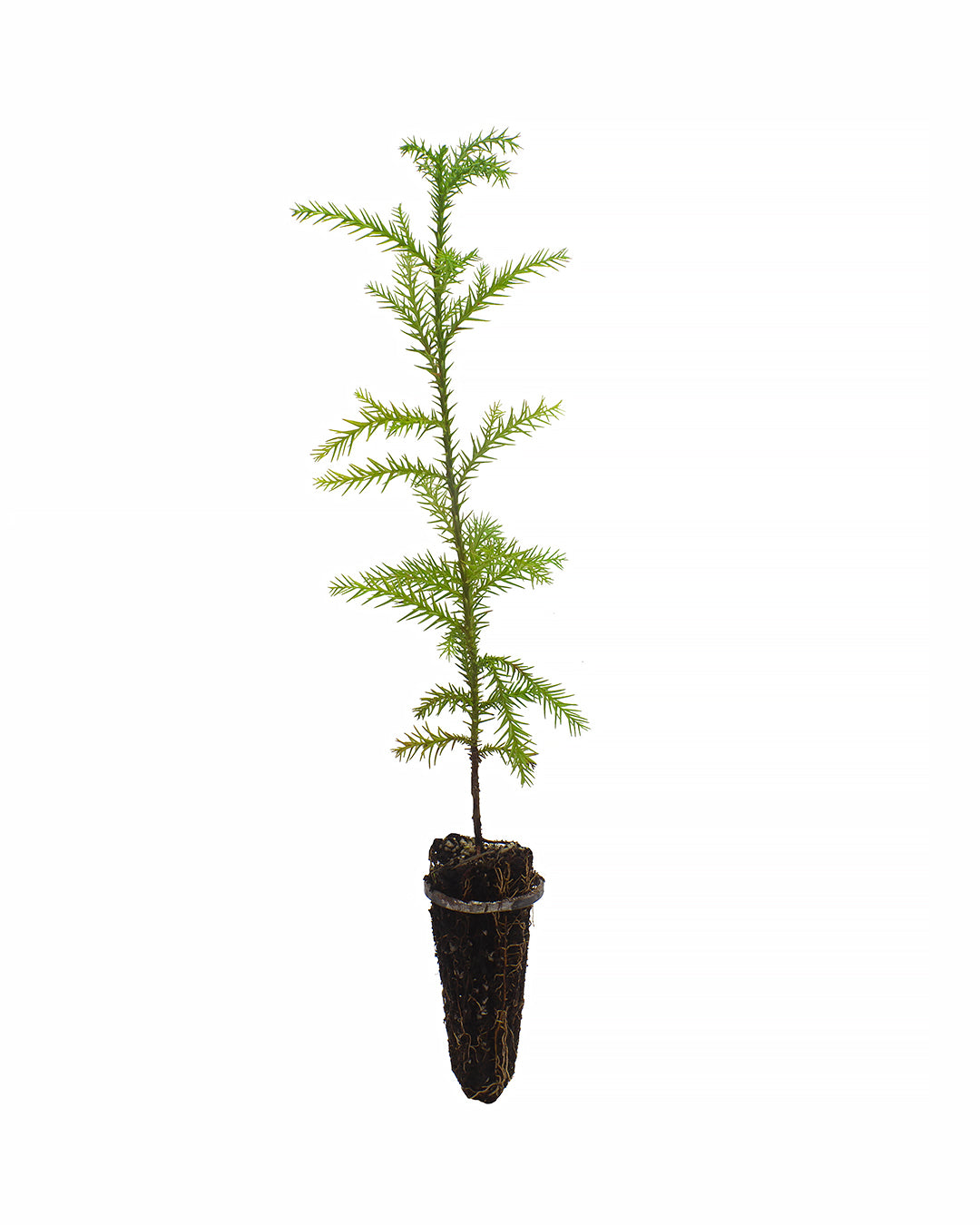 Cryptomeria japonica - cedro giapponese (Alveolo forestale)
