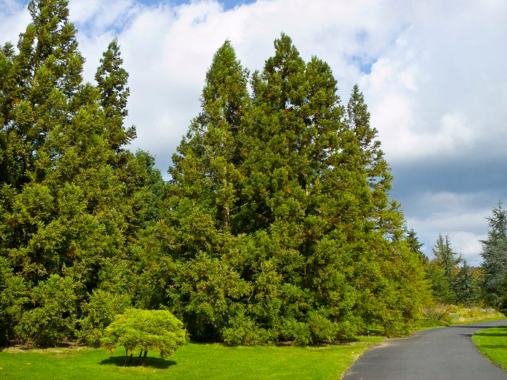 Cryptomeria japonica - cedro giapponese (Alveolo forestale)