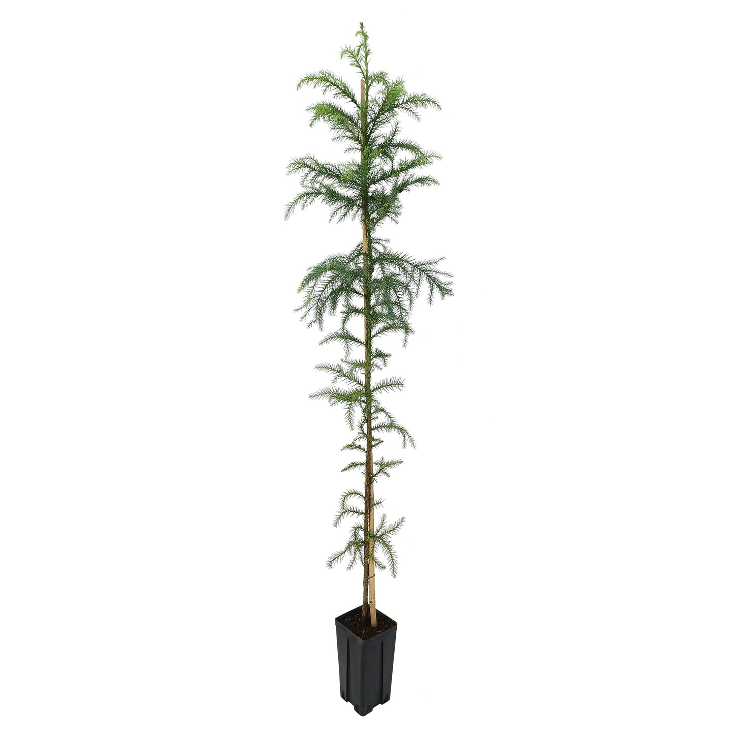 Cryptomeria japonica - cedro giapponese (Vaso quadro 12x12x20 cm)