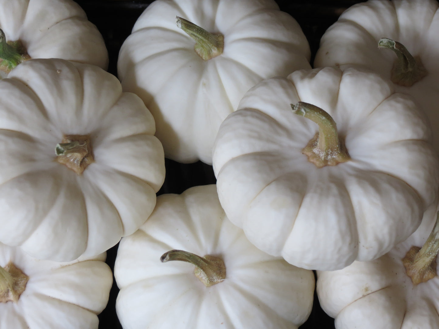 Cucurbita pepo cv. "white bush scallop" - zucca bianca (1 confezione di semi)
