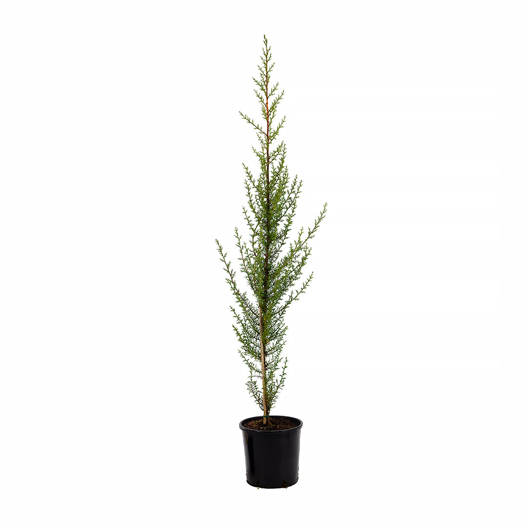 Cupressus sempervirens var. horizontalis - cipresso femmina (Vaso 18 cm)