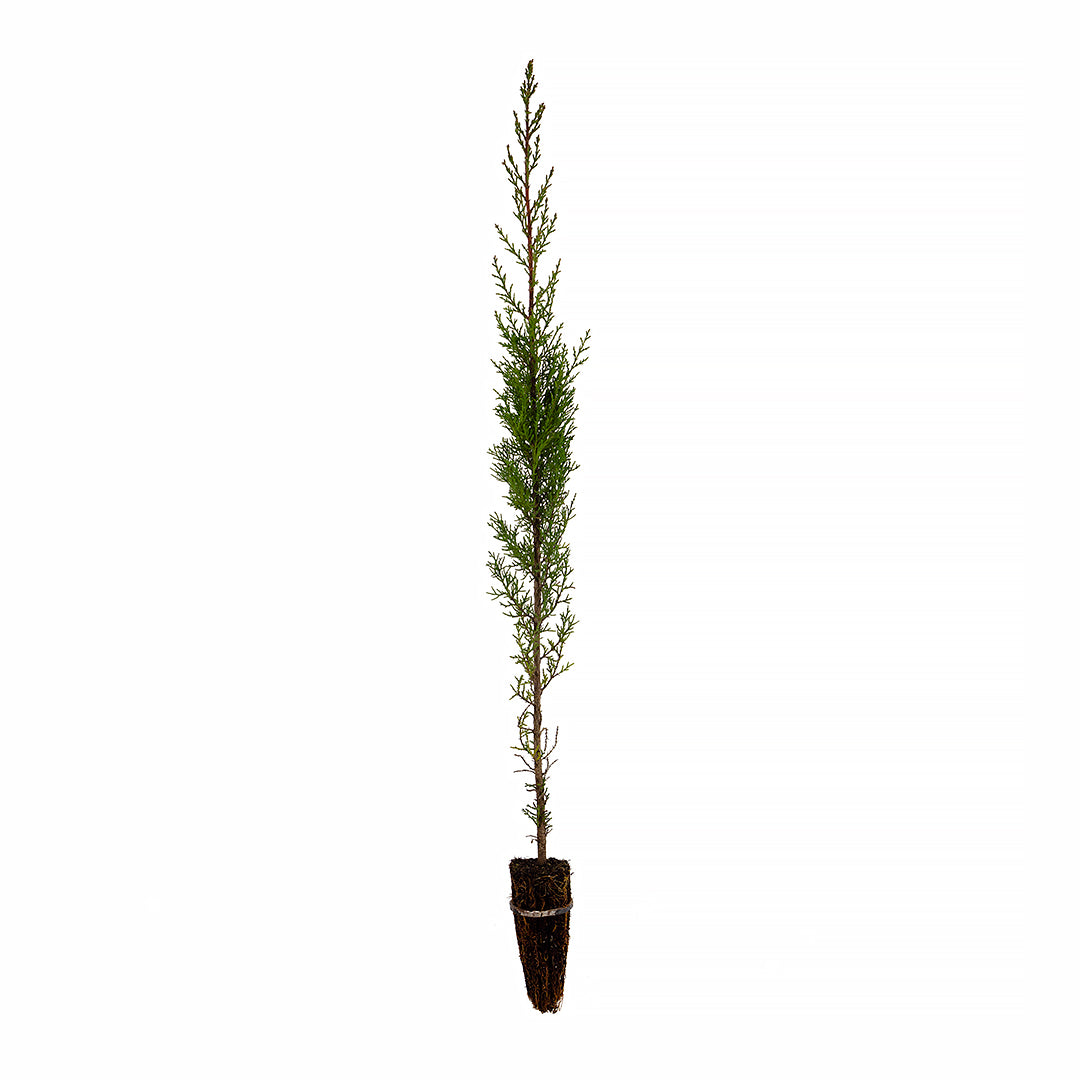 Cupressus sempervirens var. stricta - cipresso maschio, cipresso toscano (Alveolo forestale)