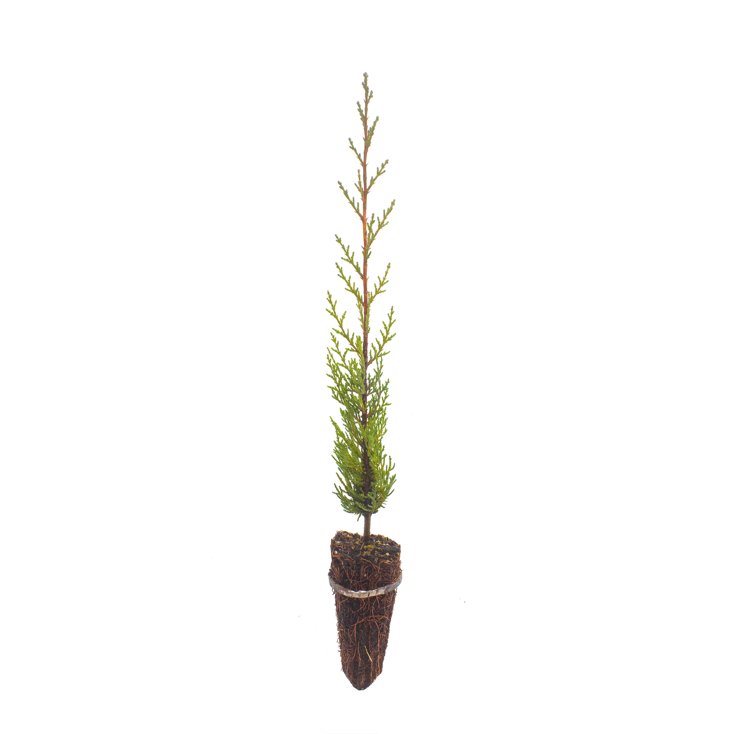 Cupressus sempervirens var. stricta - cipresso maschio, cipresso toscano (Alveolo forestale)