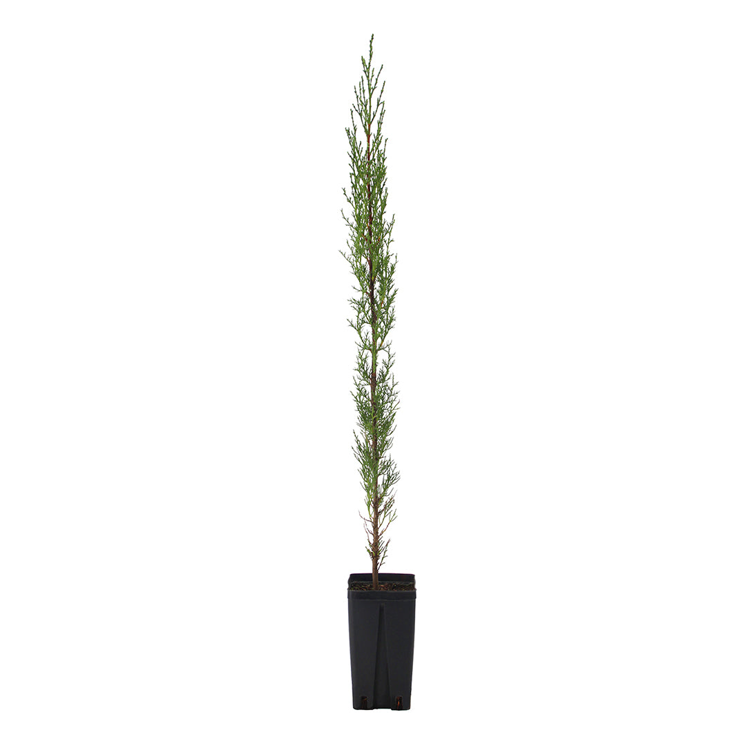 Cupressus sempervirens var. stricta - cipresso maschio, cipresso toscano (Vaso quadro 12x12x20 cm)