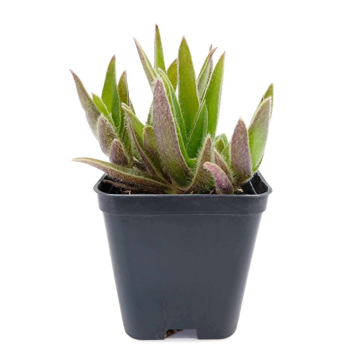 Cyanotis somaliensis - tradescanzia della Somalia (Vaso quadro 7x7x10 cm)