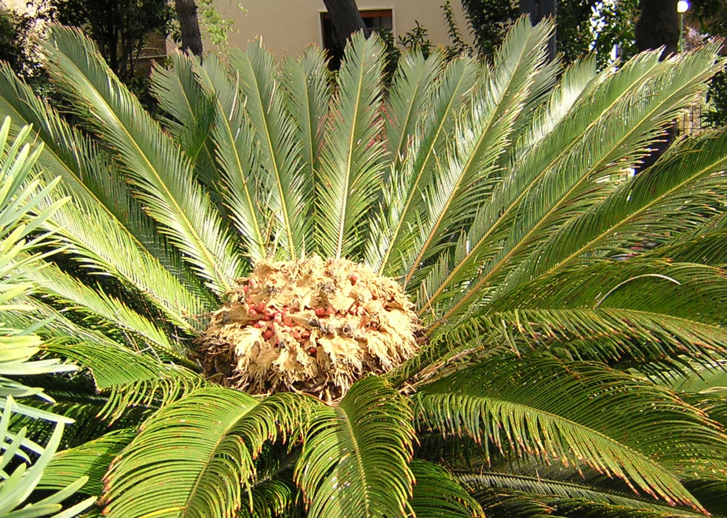 Cycas revoluta - cicas (Square vase 9x9x10 cm)