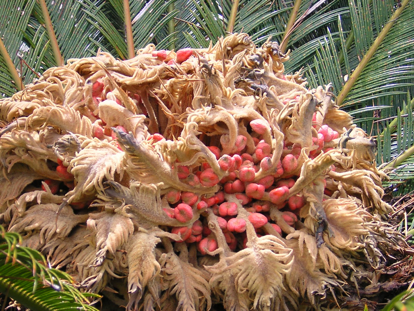 Cycas revoluta - cicas (Square vase 9x9x10 cm)
