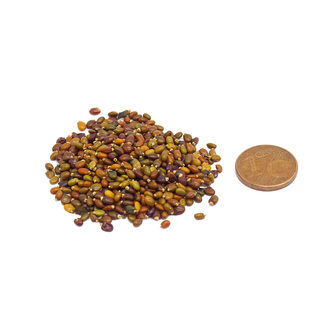 Cytisus scoparius - ginestra dei carbonai - Semi 0,2gr