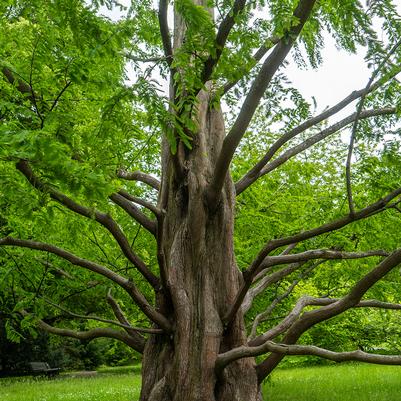 Metasequoia glyptostroboides - abete d'acqua (Alveolo forestale)