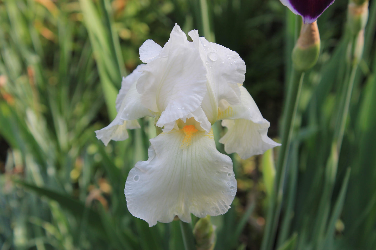 Iris germanica - giaggiolo paonazzo (OFFERTA 4 RIZOMI: 2 BIANCO, 2 VIOLA)