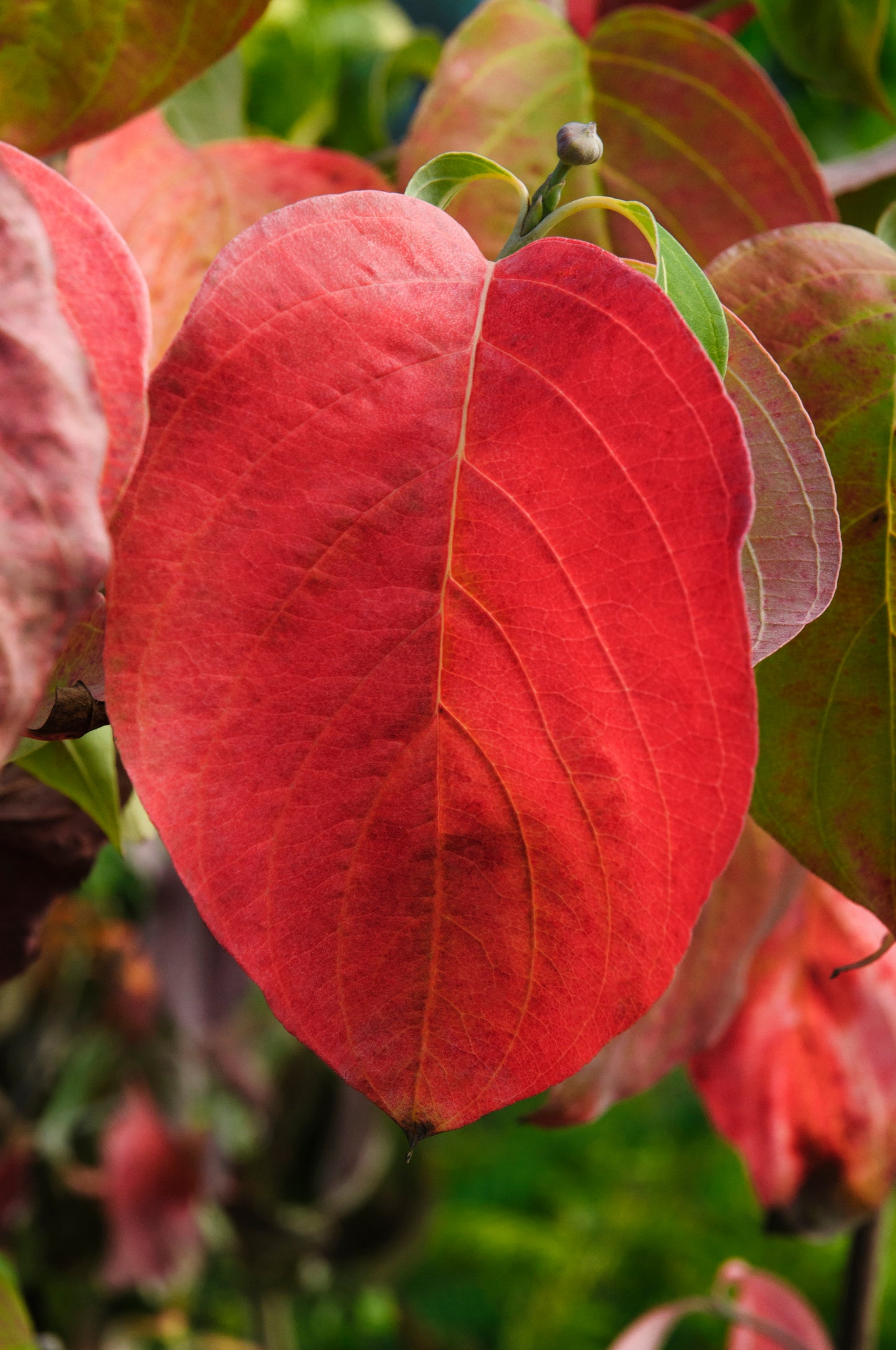 Cornus florida - flowering dogwood (Square pot 12x12x20 cm)