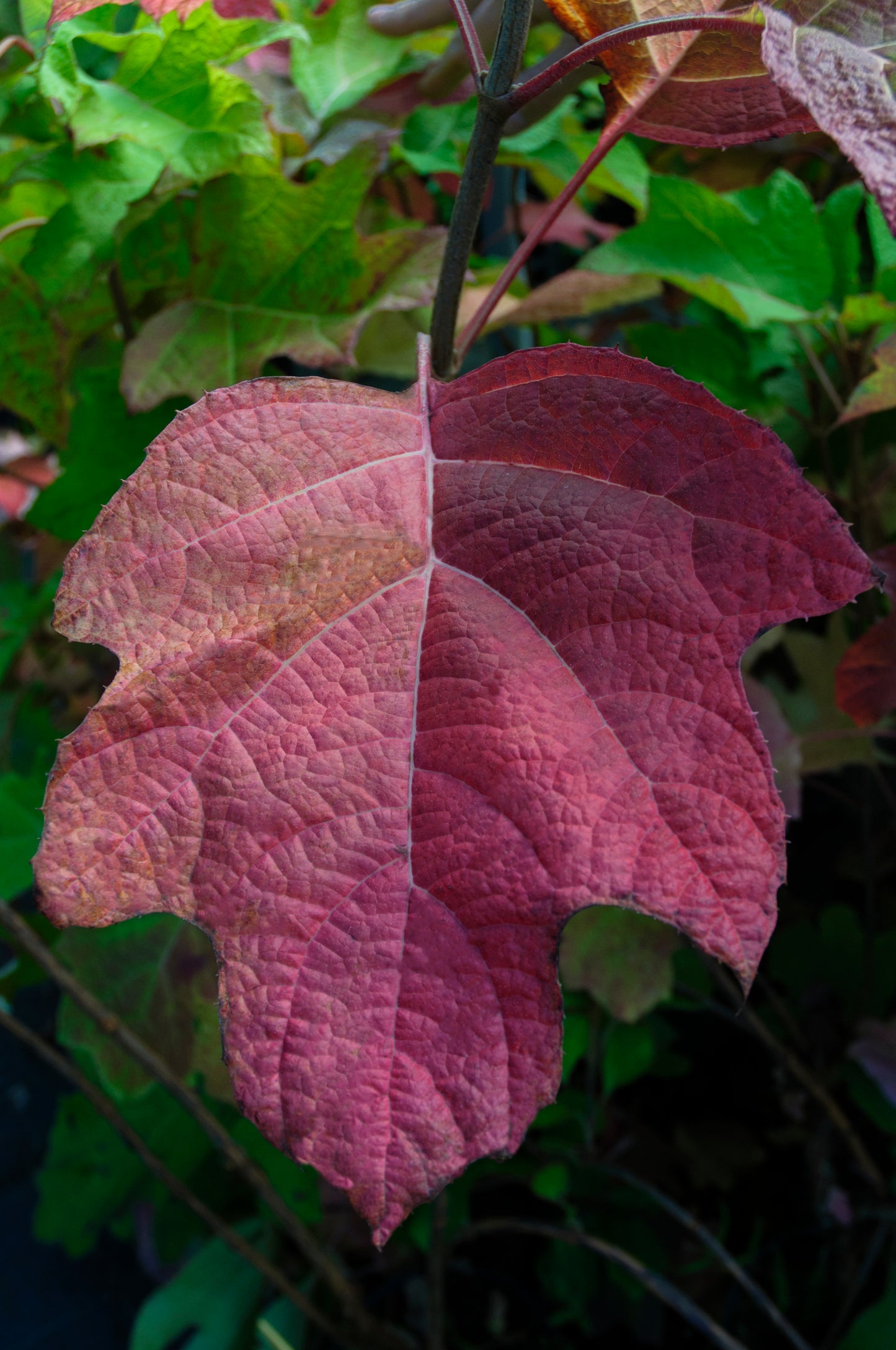 Hydrangea quercifolia - oak leaf hydrangea (15 cm pot)