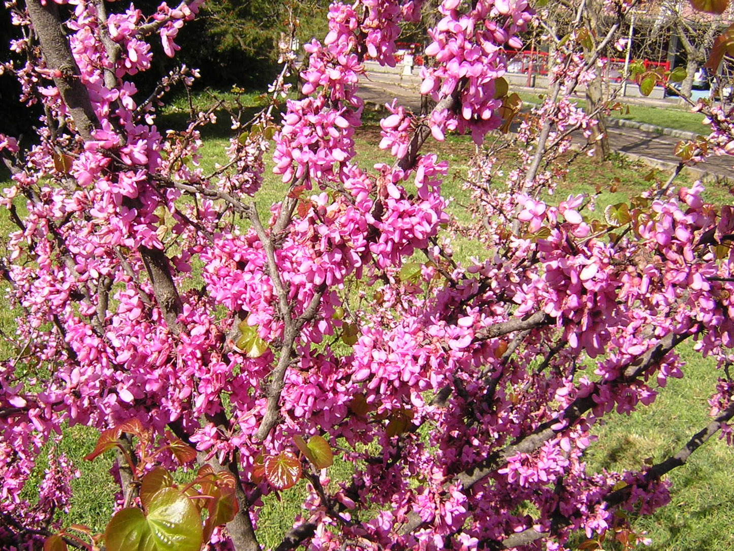 Cercis siliquastrum - albero di Giuda (Alveolo forestale)
