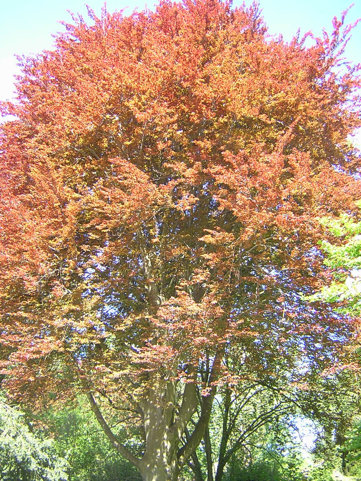 Fagus sylvatica cv. "purpurea" - faggio rosso (Vaso quadro 9x9x20 cm)