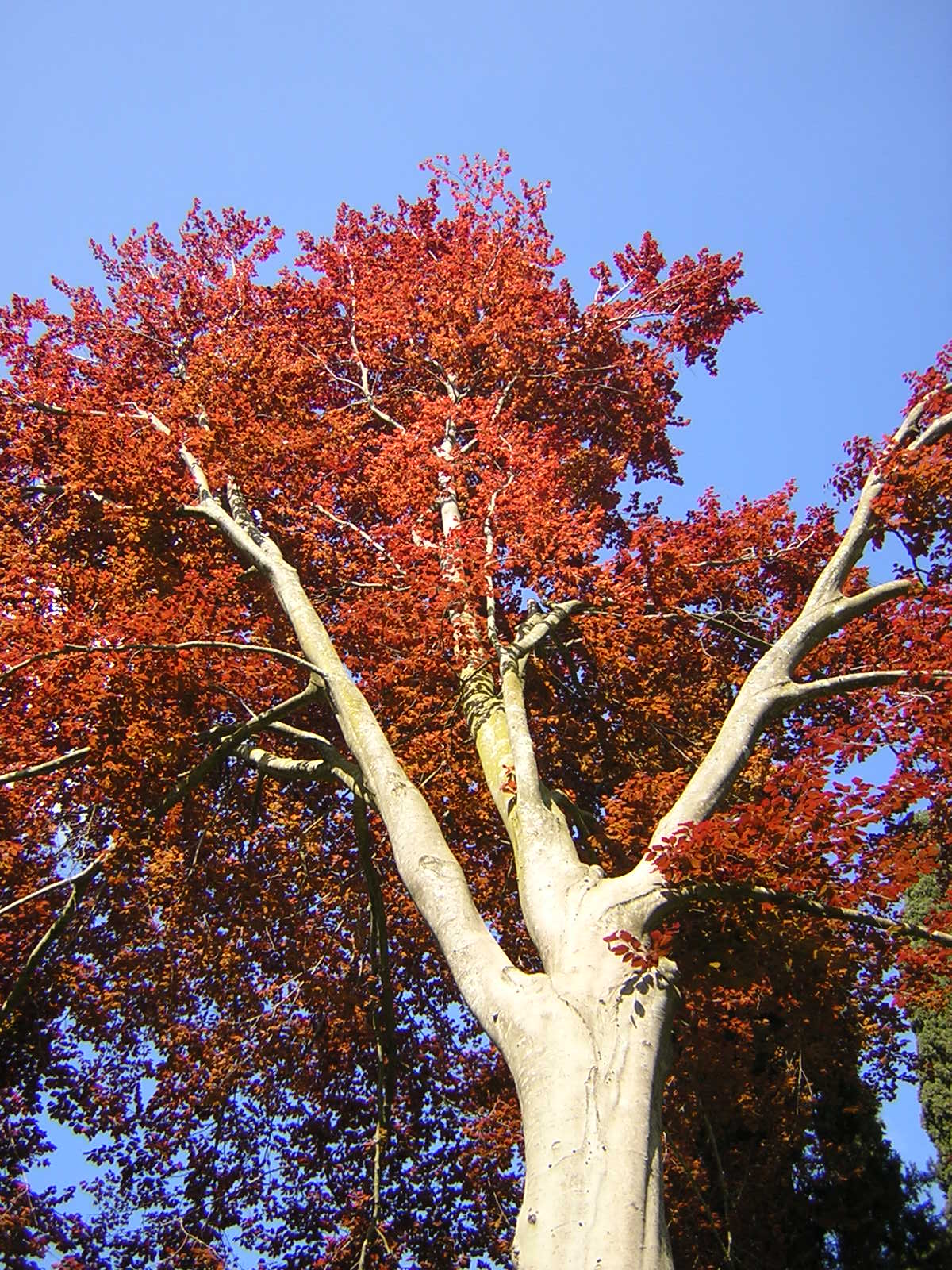 Fagus sylvatica cv. "purpurea" - faggio rosso (Vaso quadro 9x9x20 cm)