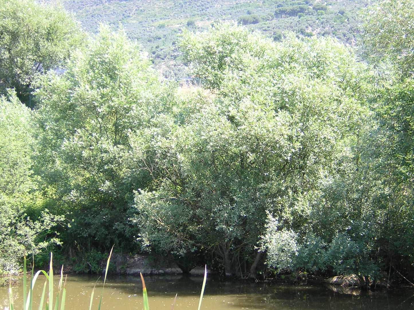 Salix alba - salice bianco (Alveolo forestale)