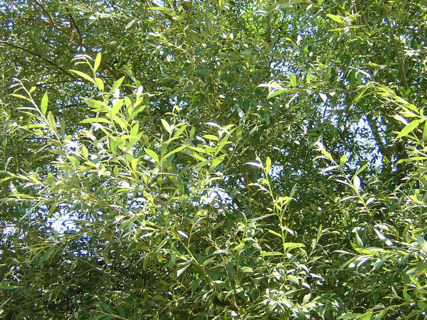 Salix alba - salice bianco (Alveolo forestale)