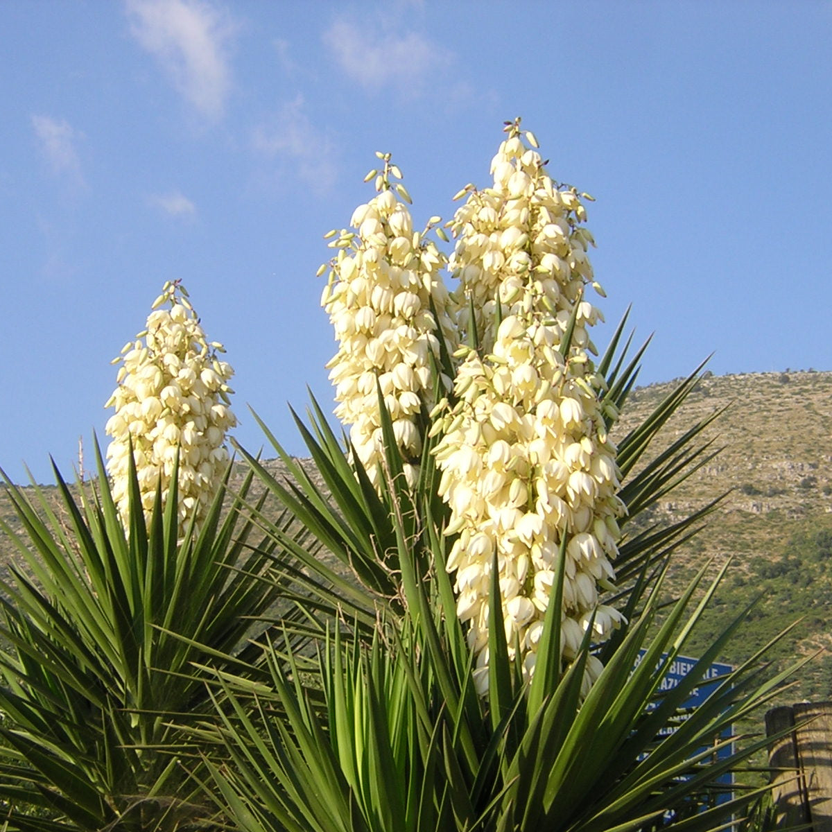 Yucca aloifolia - Baionetta Spagnola (Talea)