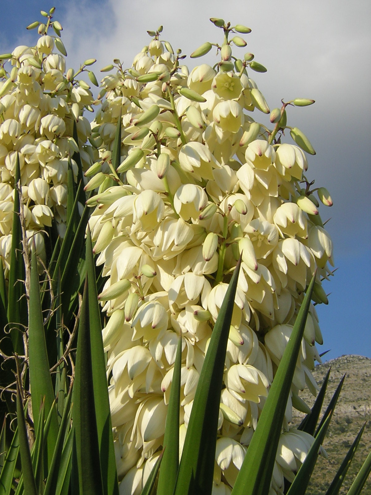 Yucca aloifolia - Baionetta Spagnola (Talea)