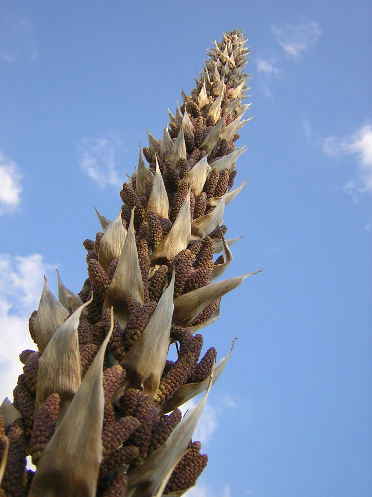 Dasylirion serratifolium - dasilirio (Mastello 37 cm)