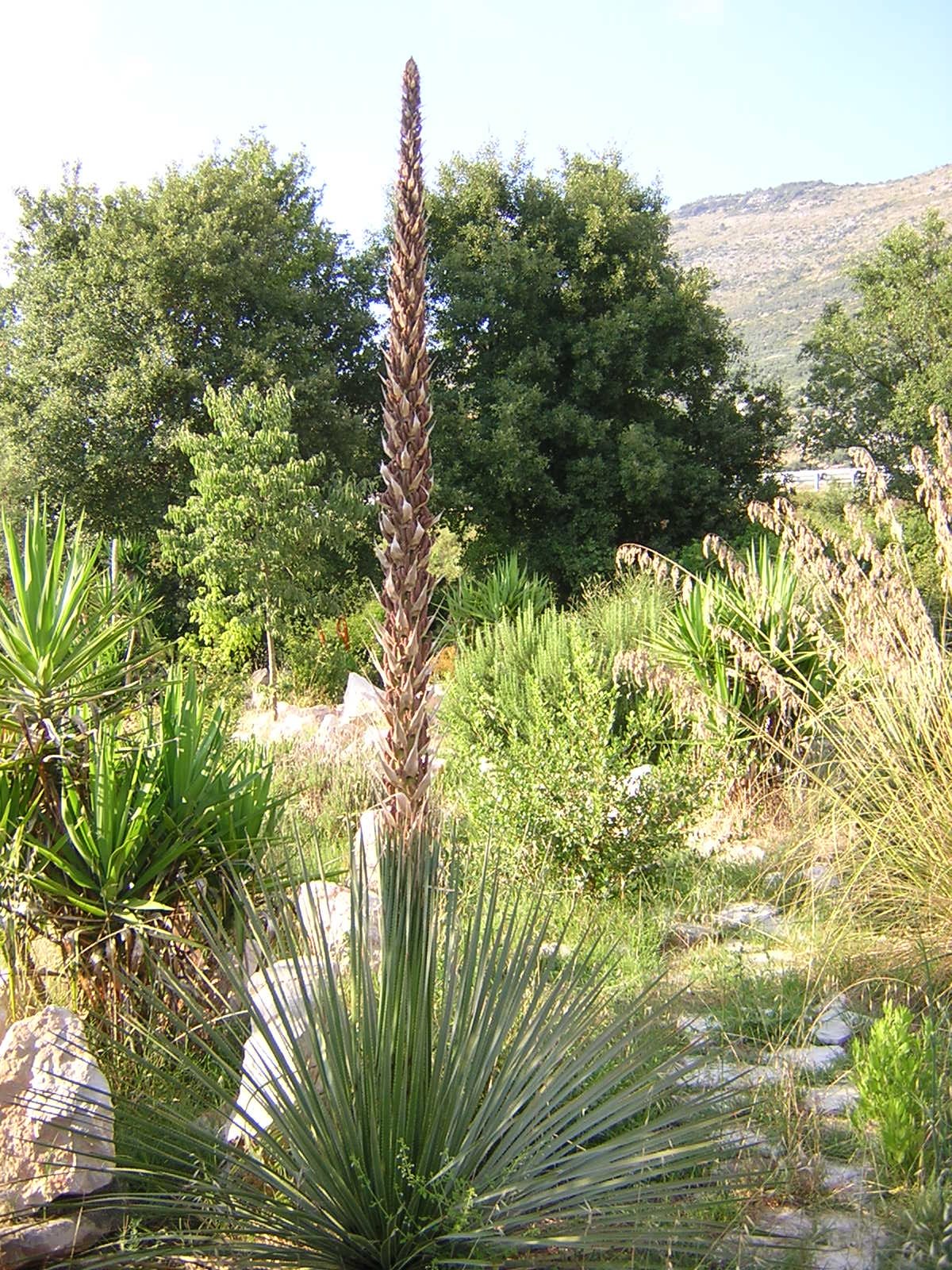 Dasylirion serratifolium - dasilirio (Mastello 37 cm)
