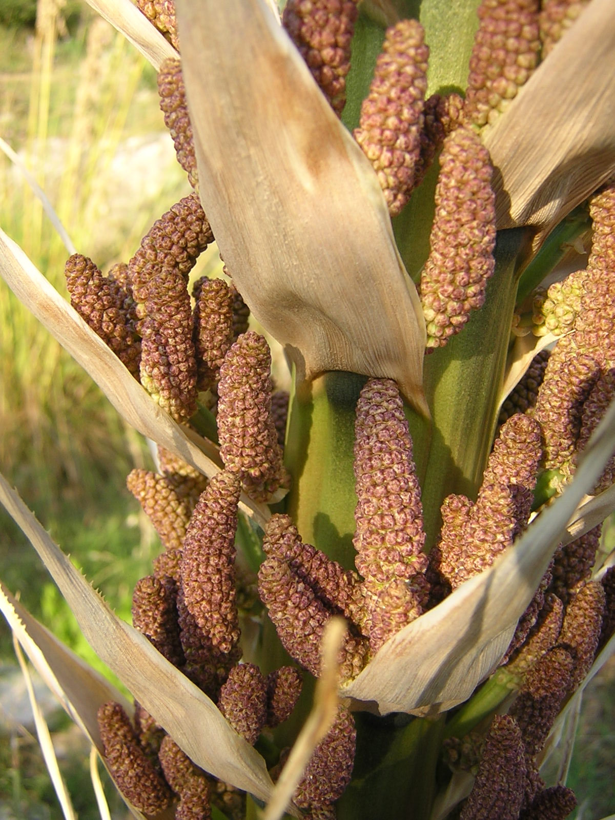 Dasylirion serratifolium - dasilirio (Square vase 7x7x8 cm)