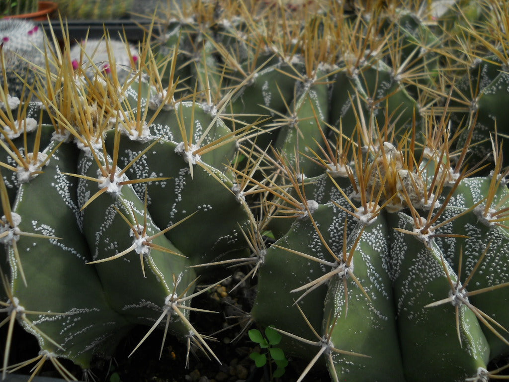 Astrophytum ornatum PICCOLO - cappello del prete (Vaso 18 cm)