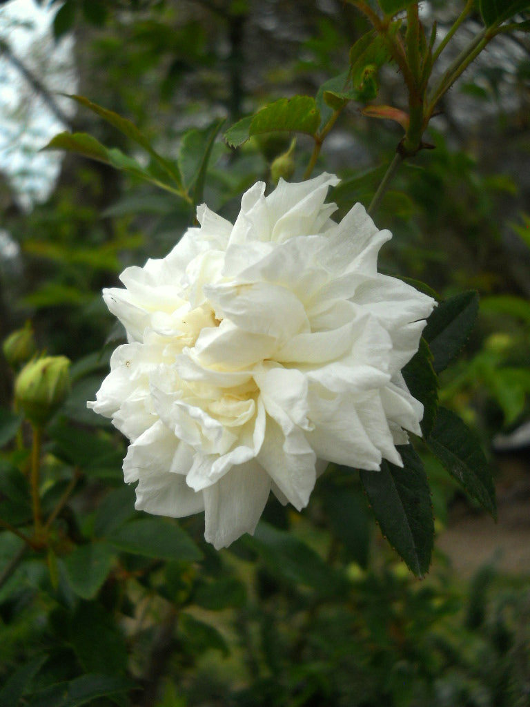 Rosa fortuniana cv "Maria Cilento" rosa di Fortrune (Alveolo forestale)
