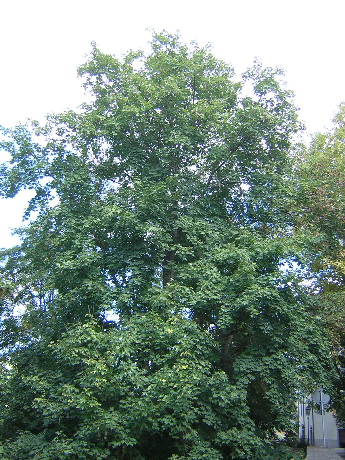 Acer platanoides - acero riccio (Alveolo forestale)