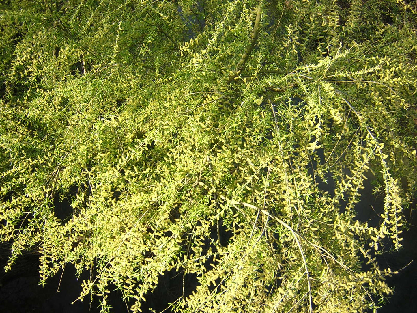 Salix alba - salice bianco (Alveolo forestale)