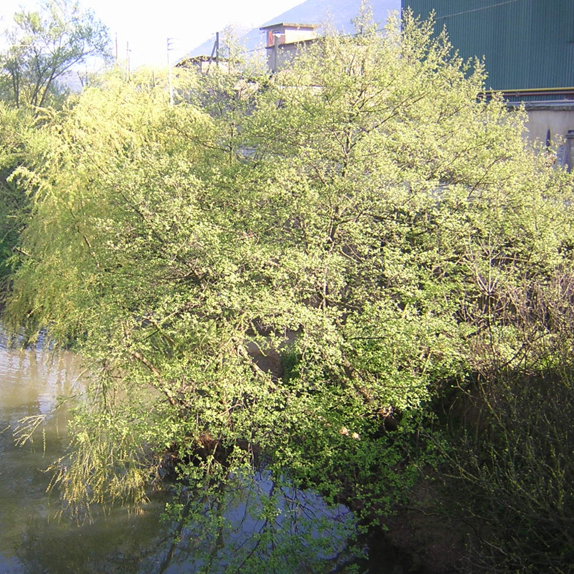 Salix alba - salice bianco (Alveolo forestale)