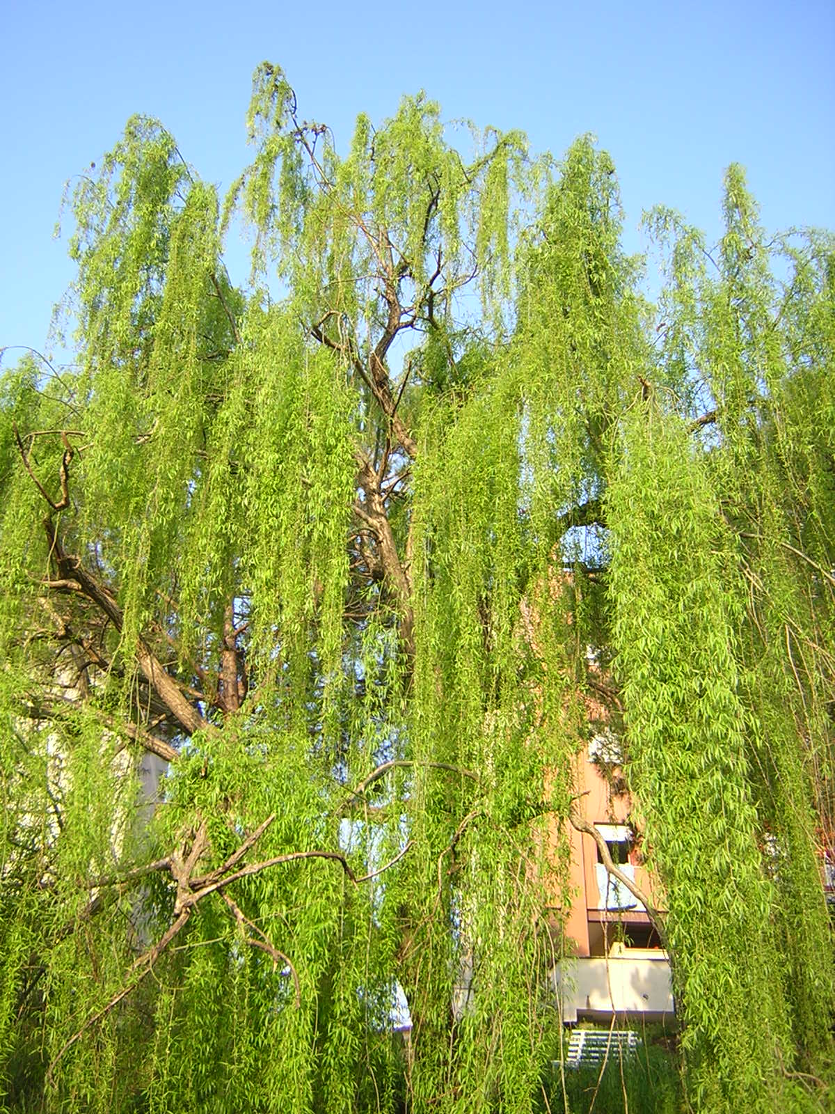 Salix babylonica - salice piangente (Vaso quadro 9x9x20 cm)